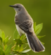 mockingbird from wikipedia